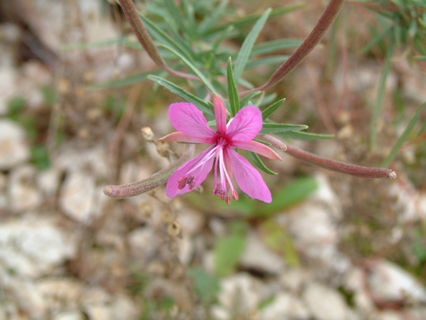 Chamaenerion dodonaei  (ex Epilobium dodonaei)/ Garofanino di Dodonaeus